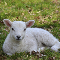 Buy canvas prints of Young white Lamb  by Diana Mower