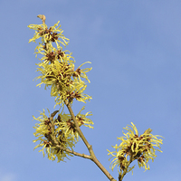 Buy canvas prints of Witch Hazel Blossom by Diana Mower