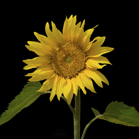 Buy canvas prints of Sunflower by Diana Mower