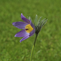 Buy canvas prints of Pasque Flower by Diana Mower