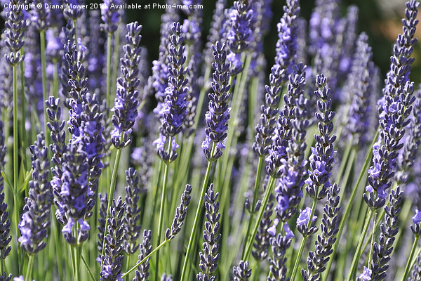 Lavender Picture Board by Diana Mower