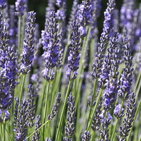 Buy canvas prints of Lavender by Diana Mower