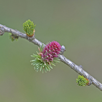 Buy canvas prints of Larch Flower by Diana Mower
