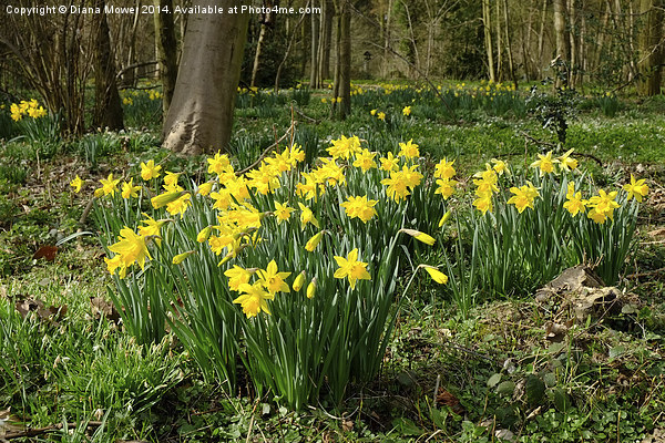 Golden Daffodils Picture Board by Diana Mower