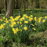 Buy canvas prints of Golden Daffodils by Diana Mower