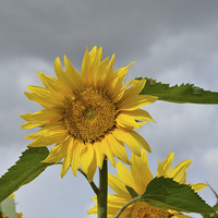 Buy canvas prints of Yellow Sunflower by Diana Mower