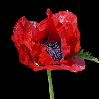 Buy canvas prints of Big Red Poppy by Diana Mower
