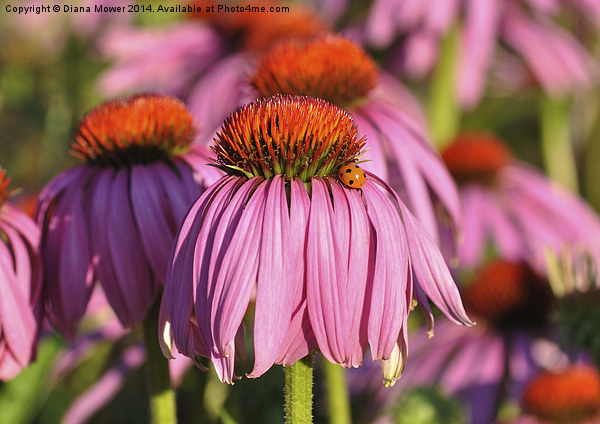 Echinacea Picture Board by Diana Mower