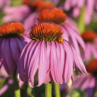 Buy canvas prints of Echinacea by Diana Mower
