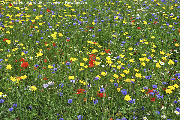 Wild Flowers Picture Board by Diana Mower