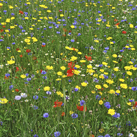 Buy canvas prints of Wild Flowers by Diana Mower