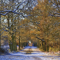 Buy canvas prints of Winter Woodland by Diana Mower