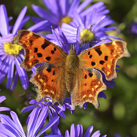 Buy canvas prints of Comma Butterfly by Diana Mower