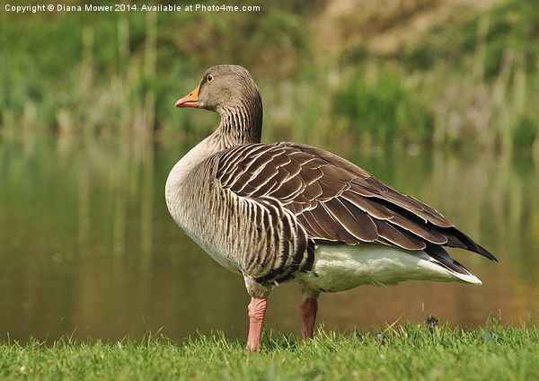 Greylag Goose Picture Board by Diana Mower