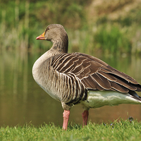Buy canvas prints of Greylag Goose by Diana Mower