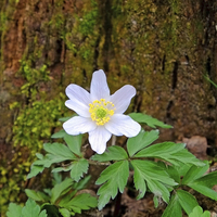 Buy canvas prints of Wood Anemone by Diana Mower