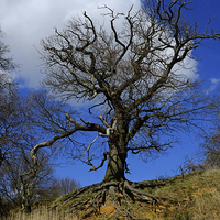Buy canvas prints of Tree on the Orwell by Diana Mower