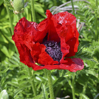 Buy canvas prints of Poppy by Diana Mower