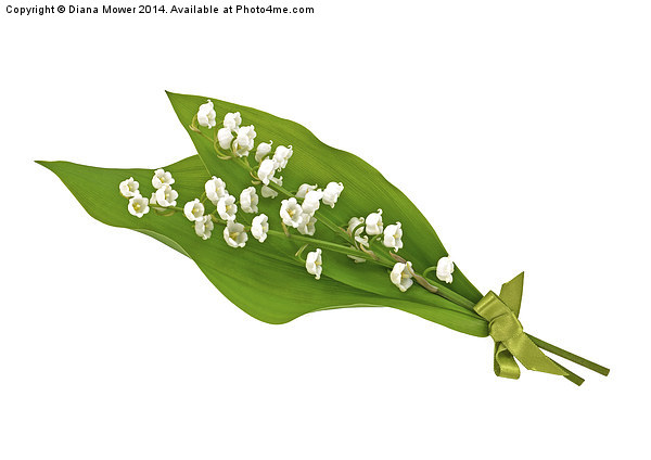Lily of the Valley Picture Board by Diana Mower