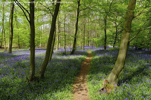 Bluebell Wood Picture Board by Diana Mower