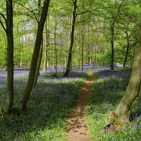 Buy canvas prints of Bluebell Wood by Diana Mower