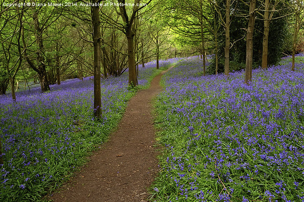 Bluebells Picture Board by Diana Mower