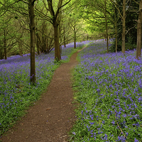 Buy canvas prints of Bluebells by Diana Mower