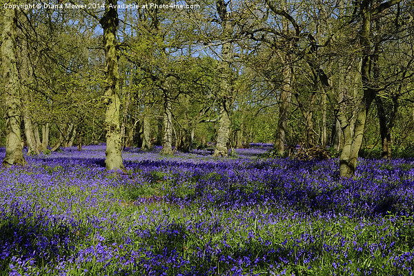 Bluebell Wood Picture Board by Diana Mower