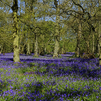 Buy canvas prints of Bluebell Wood by Diana Mower