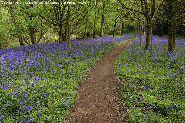 Bluebell Path Picture Board by Diana Mower