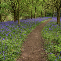 Buy canvas prints of Bluebell Path by Diana Mower