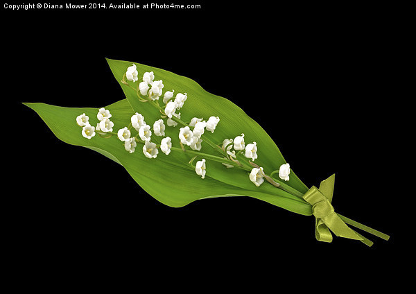 Lily of the Valley Picture Board by Diana Mower