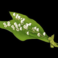 Buy canvas prints of Lily of the Valley by Diana Mower