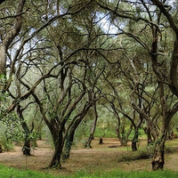 Buy canvas prints of Olive Trees by Diana Mower