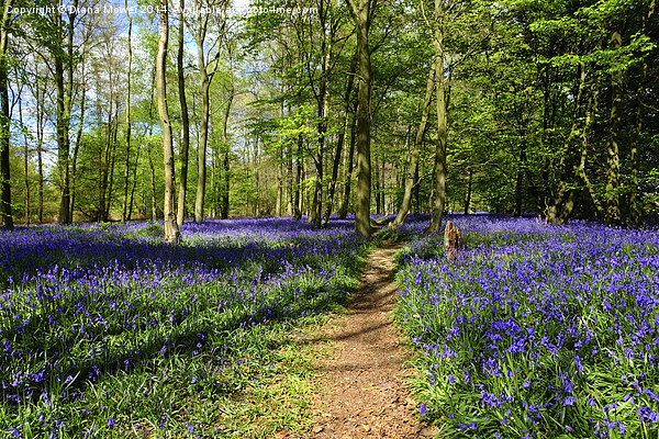 Bluebell Wood  Picture Board by Diana Mower