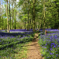 Buy canvas prints of Bluebell Wood  by Diana Mower