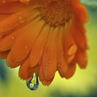 Buy canvas prints of  Marigolds by Diana Mower
