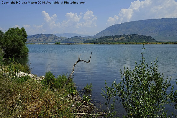  Albania Lake Vivari  Picture Board by Diana Mower