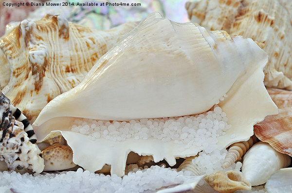  Sea Shells Picture Board by Diana Mower