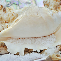 Buy canvas prints of  Sea Shells by Diana Mower