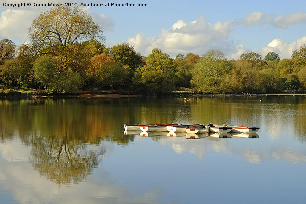  Hatfield Forest Picture Board by Diana Mower