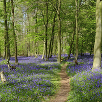 Buy canvas prints of  Bluebells by Diana Mower