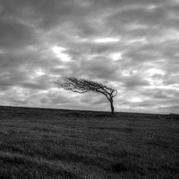 Buy canvas prints of Windswept tree  by Diana Mower