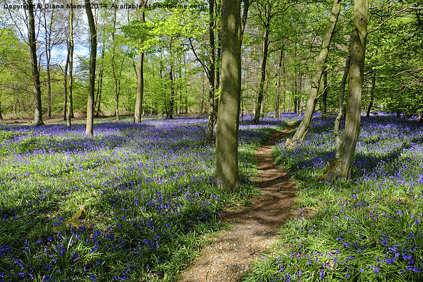  Bluebell  Path Picture Board by Diana Mower