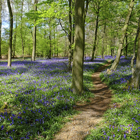 Buy canvas prints of  Bluebell  Path by Diana Mower