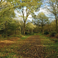 Buy canvas prints of  Chalkney Wood by Diana Mower