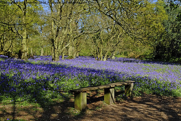 Essex Bluebells Picture Board by Diana Mower