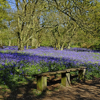 Buy canvas prints of Essex Bluebells by Diana Mower