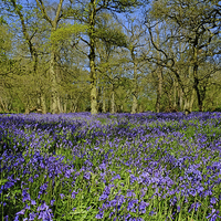 Buy canvas prints of  Native Bluebells by Diana Mower