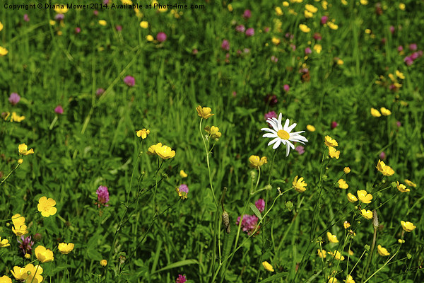  Wild Flower meadow Picture Board by Diana Mower